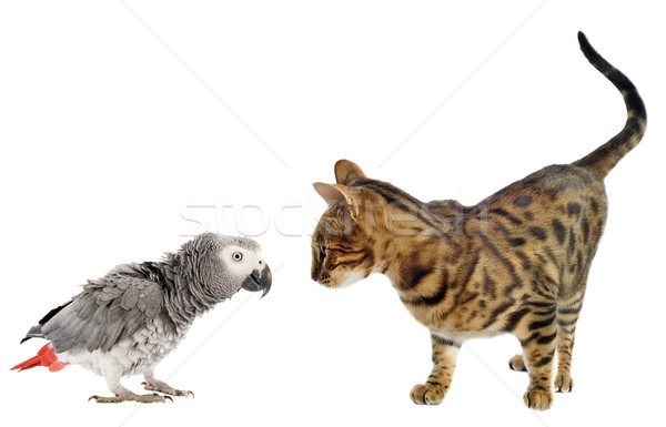 scaring Parrot and cat Stock photo © cynoclub