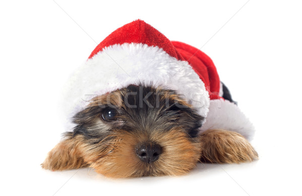 Foto stock: Cachorro · yorkshire · terrier · blanco · perro · rojo