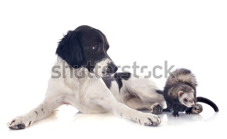 brittany spaniel and ferret Stock photo © cynoclub