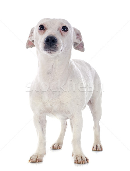 jack russel terrier Stock photo © cynoclub