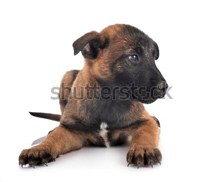 Foto d'archivio: Cucciolo · rottweiler · bianco · nero · giovani · pet