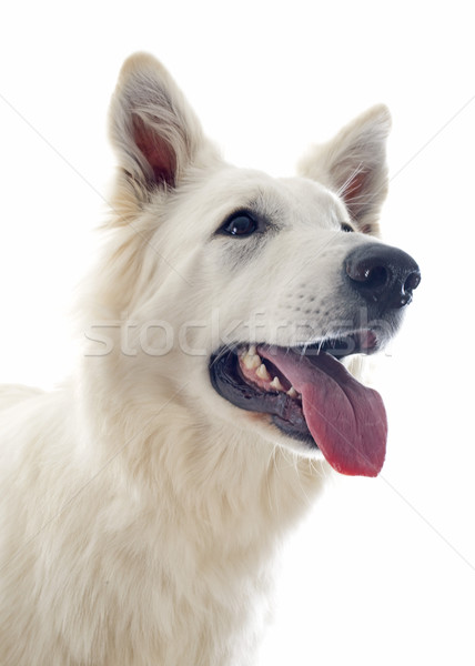 Swiss shepherd  Stock photo © cynoclub