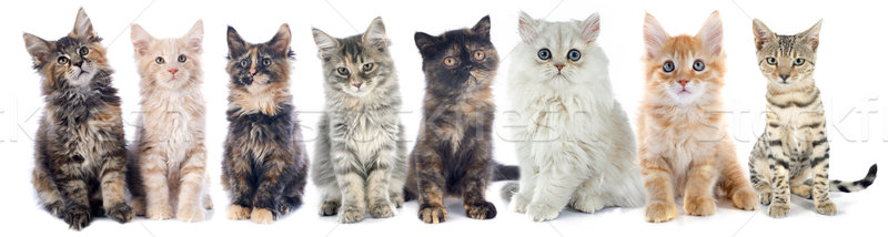 グループ 子猫 白 猫 白地 ブラウン ストックフォト © cynoclub