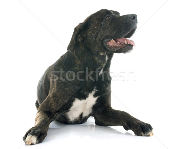 Italiano mastim branco cão preto feminino Foto stock © cynoclub