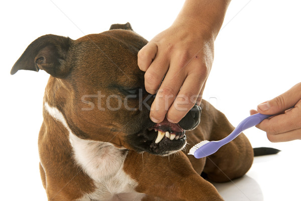 staffordshire bull terrier and tooth brush Stock photo © cynoclub