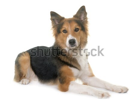 belgian shepherd dog and chihuahua Stock photo © cynoclub