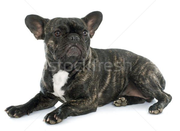 brown french bulldog Stock photo © cynoclub