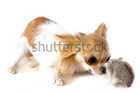 Stock photo: young shetland dog and chihuahua