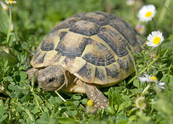 [[stock_photo]]: Tortue · herbe · jour · printemps · animaux