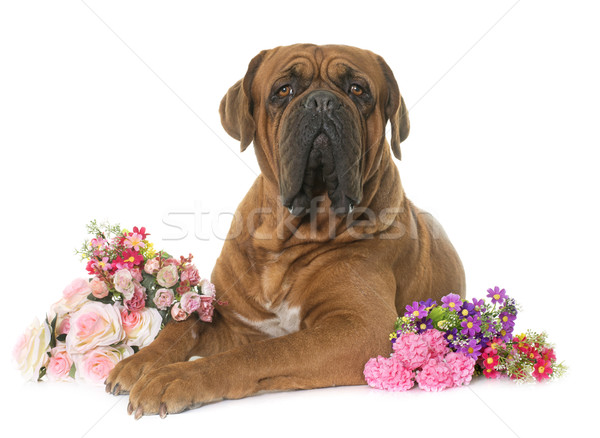 Dogue de Bordeaux Stock photo © cynoclub