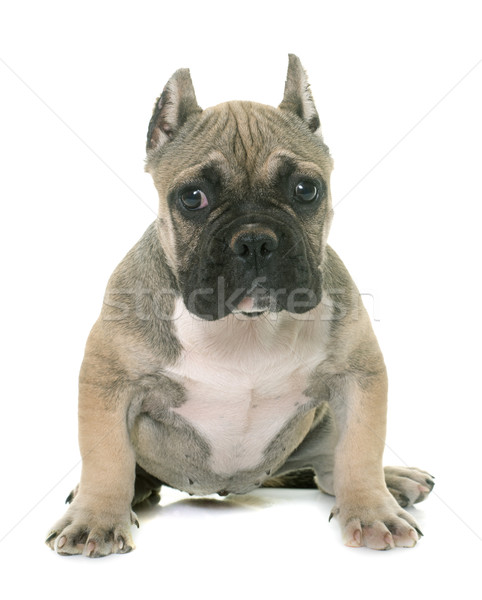 puppy american bully Stock photo © cynoclub