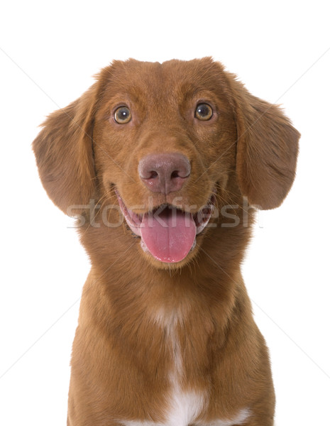 Nova Scotia Duck Tolling Retriever Stock photo © cynoclub