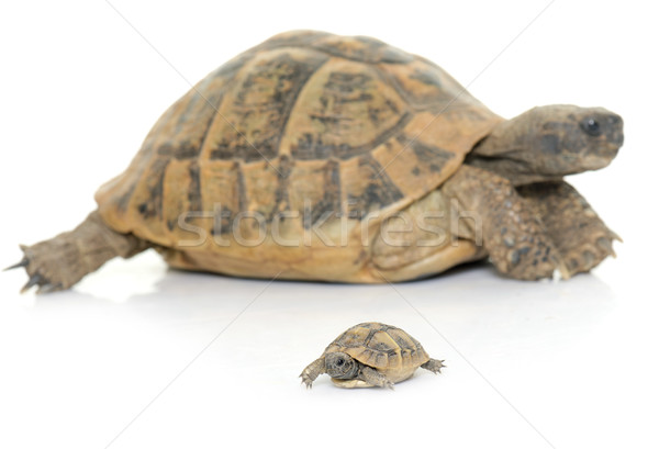 Zdjęcia stock: żółw · baby · studio · młodych · powłoki