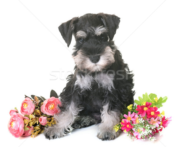 Cucciolo miniatura schnauzer bianco fiore cane Foto d'archivio © cynoclub