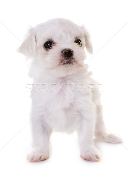 puppy maltese dog Stock photo © cynoclub