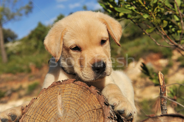Puppy labrador retriever hout baby hond Stockfoto © cynoclub