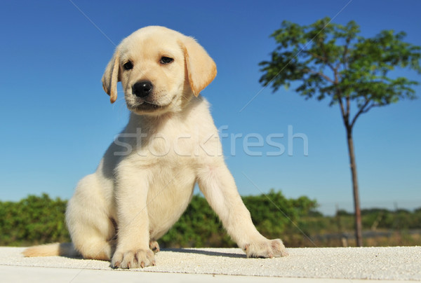 Cachorro labrador retriever seis bebé perro Foto stock © cynoclub