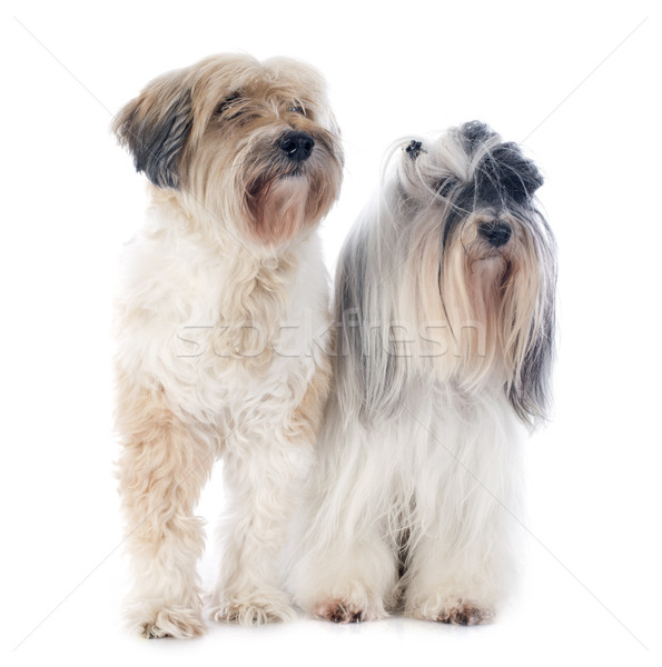 Stock photo: tibetan terriers