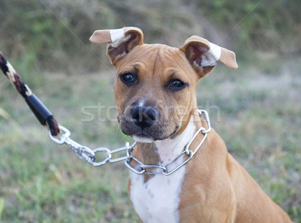 Kutyakölyök staffordshire terrier természet női állat fül Stock fotó © cynoclub