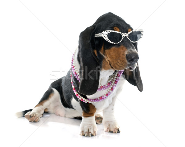 young Basset Hound Stock photo © cynoclub