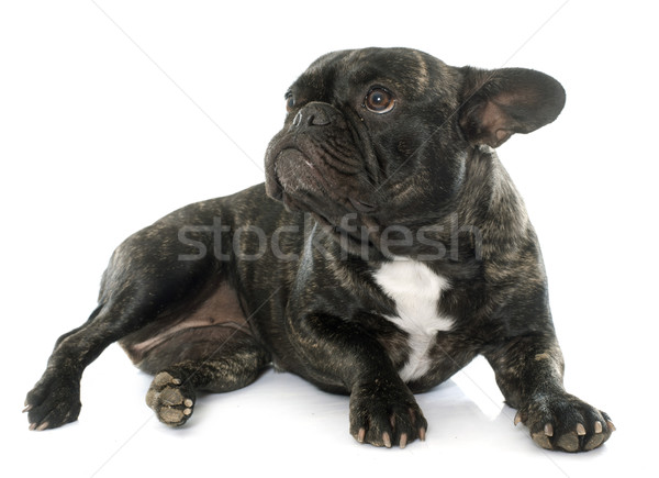 brown french bulldog Stock photo © cynoclub