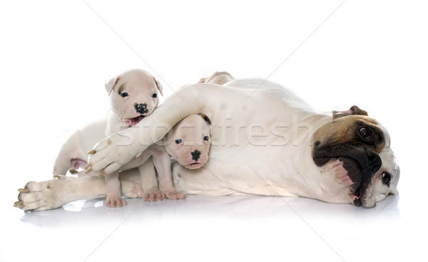 Anya kiskutyák amerikai bulldog fehér kutya csoport Stock fotó © cynoclub