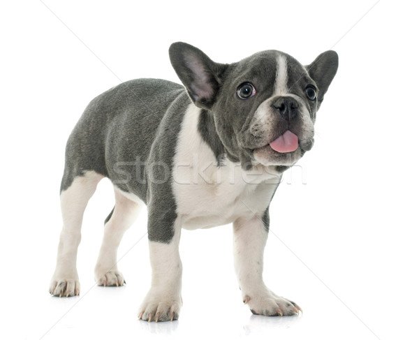grey french bulldog Stock photo © cynoclub