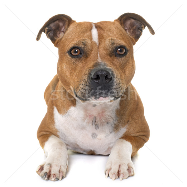 stafforshire bull terrier Stock photo © cynoclub