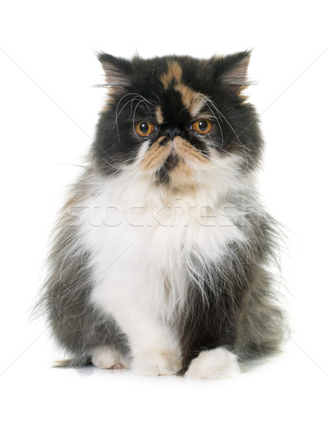 Tricolore gatto persiano bianco femminile studio pet Foto d'archivio © cynoclub