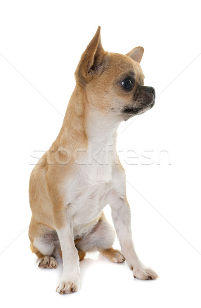 puppy chihuahua in studio Stock photo © cynoclub