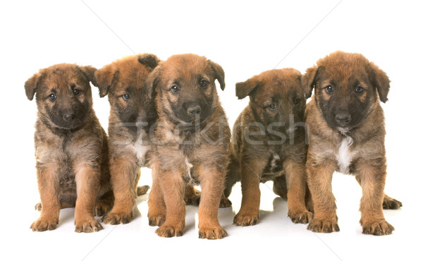 Szczeniąt owczarek belgijski psa grupy młodych szczeniak Zdjęcia stock © cynoclub