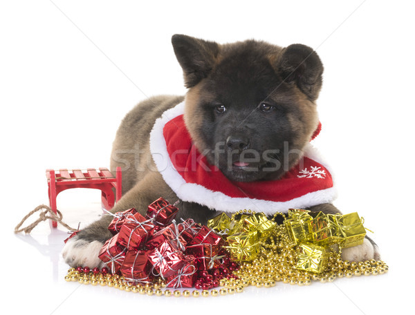 puppy american akita and christmas Stock photo © cynoclub
