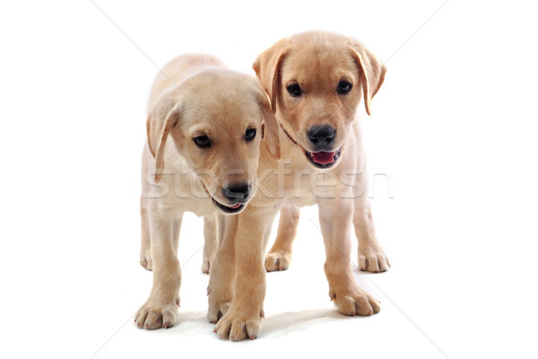 Puppies labrador retriever twee baby portret Stockfoto © cynoclub