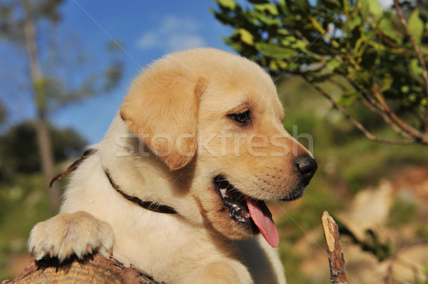 Szczeniak labrador retriever drewna baby psa Zdjęcia stock © cynoclub