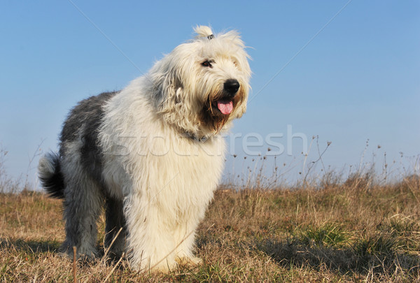 Stok fotoğraf: Eski · İngilizce · çoban · köpeği · gökyüzü · köpek