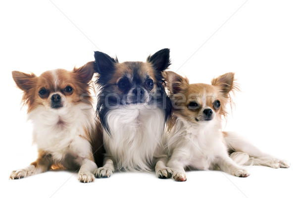 Foto stock: Tres · retrato · perros · jóvenes · blanco