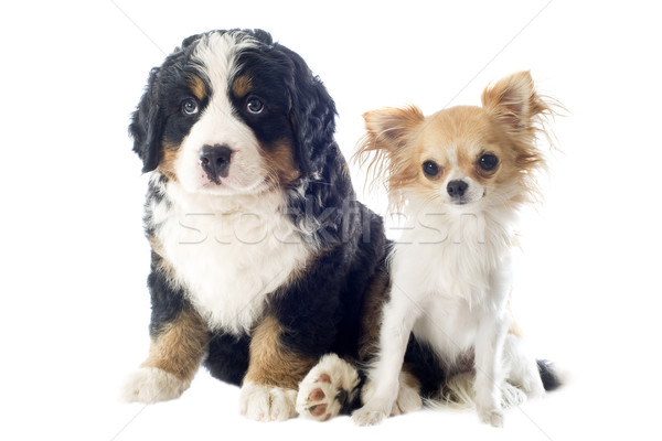 puppy bernese moutain dog and chihuahua Stock photo © cynoclub