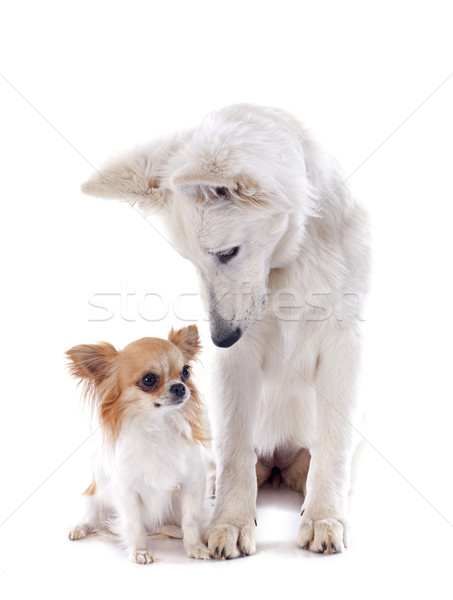 Swiss shepherd and chihuahua Stock photo © cynoclub