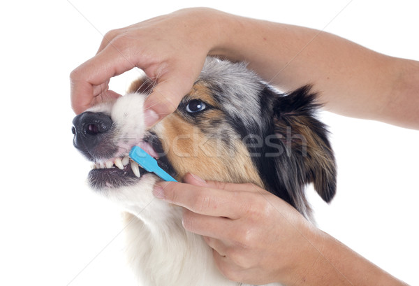 Australisch herder tandenborstel witte hond Stockfoto © cynoclub