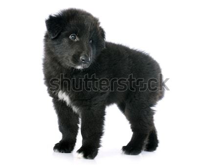 puppy groenendael Stock photo © cynoclub