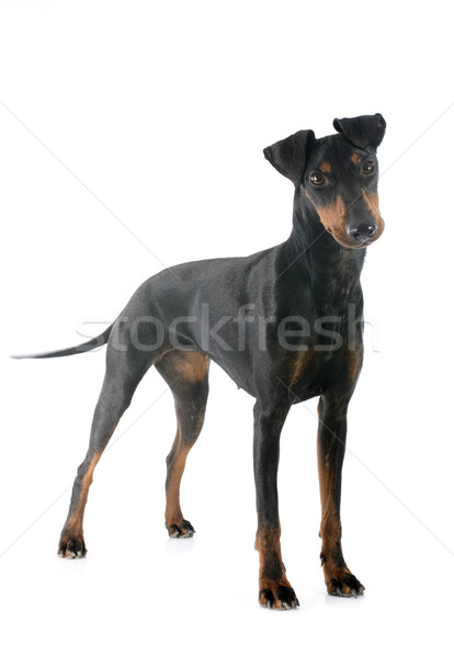Manchester terrier Stock photo © cynoclub