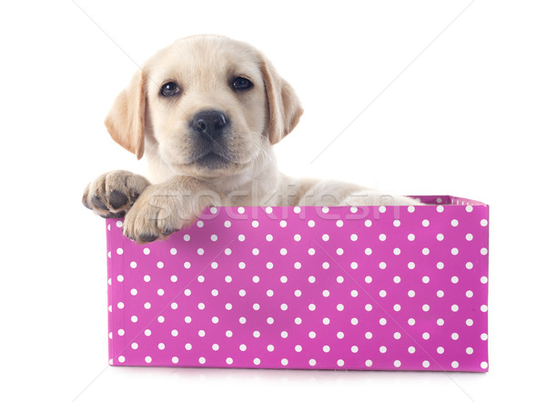 Puppy labrador retriever vak studio hond Stockfoto © cynoclub