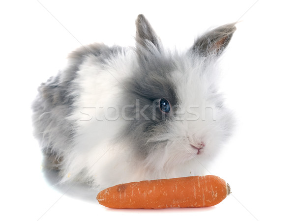 angora rabbit Stock photo © cynoclub