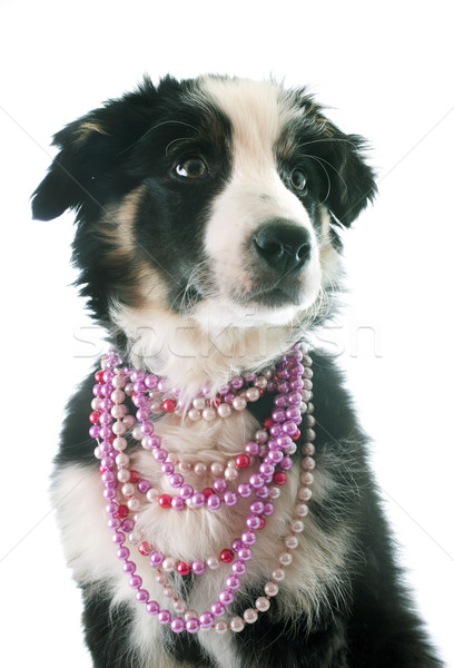 Cucciolo border collie bianco cane nero perla Foto d'archivio © cynoclub