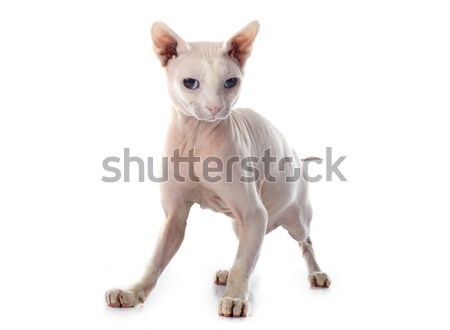 Sfinks bezwłosy kot biały Zdjęcia stock © cynoclub