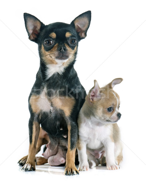 puppy and adult chihuahua Stock photo © cynoclub