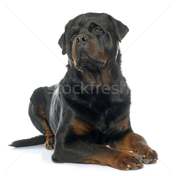 purebred male rottweiler Stock photo © cynoclub