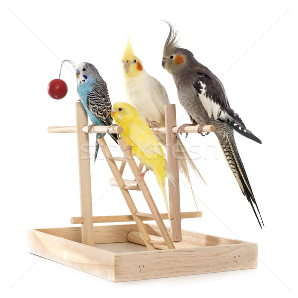 Oynama kuş grup oyuncak kafes beyaz arka plan Stok fotoğraf © cynoclub