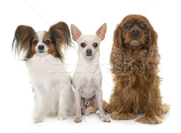 ストックフォト: グループ · 犬 · 犬 · 王 · 動物 · ペット
