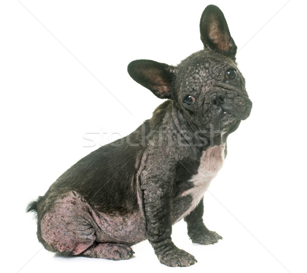 Stock foto: Hund · Französisch · Bulldogge · Haut · Stress · Studio